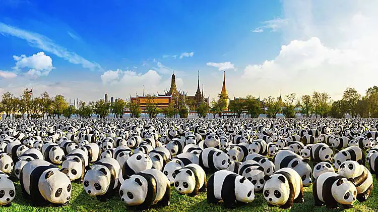 1600 pandas bangkok