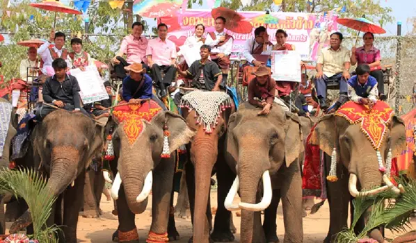 elephant Wedding thailand