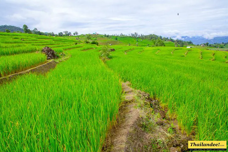 ban-pa-pong-piang-rice-terraces-184