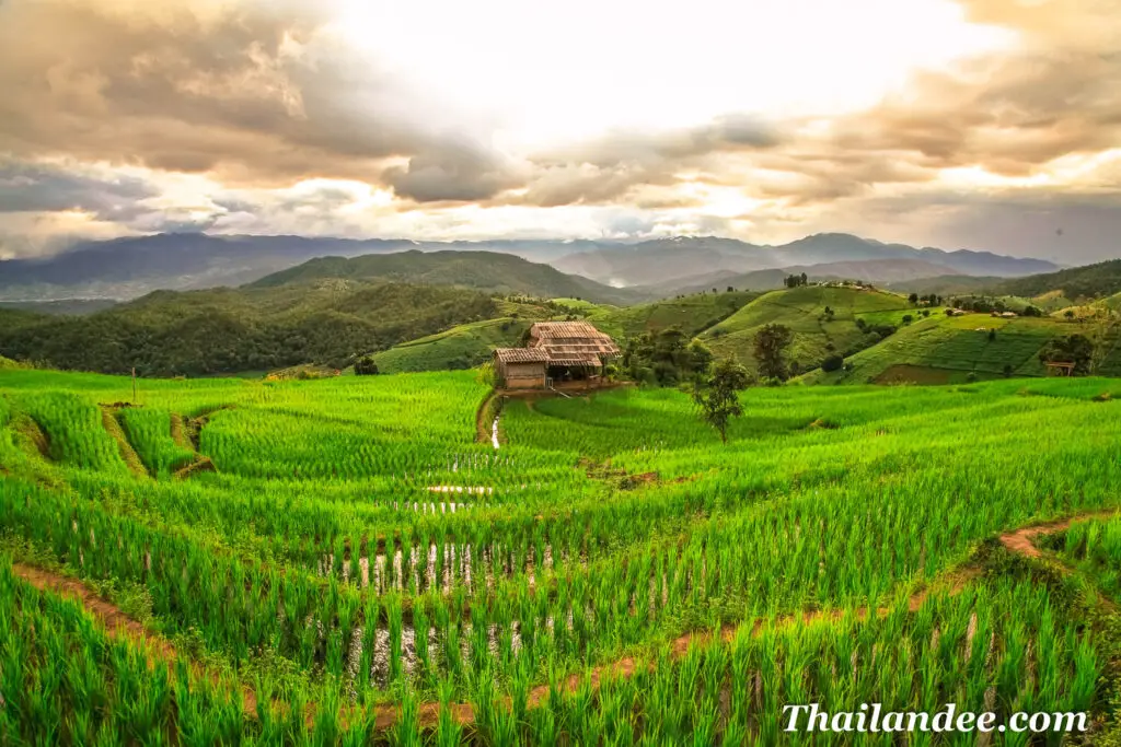 rizieres en terrasses chiang mai