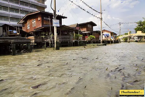 bangkokg-fishing-klong