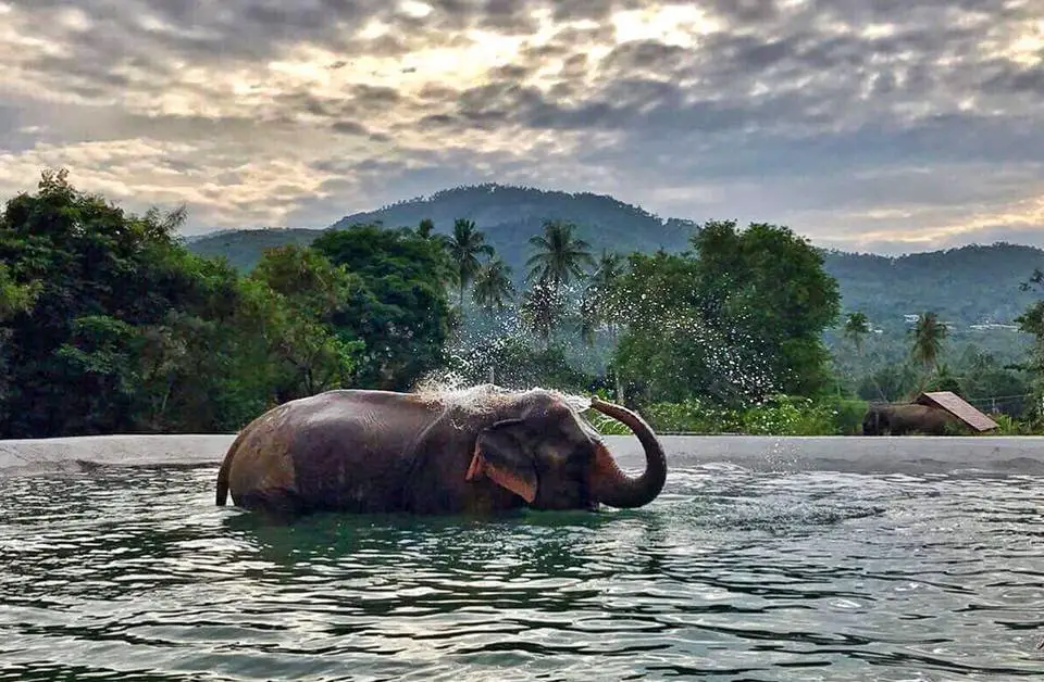 bain éléphants thailande samui