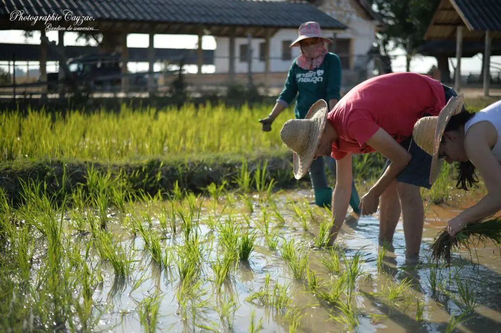 journée à la ferme chiang mai