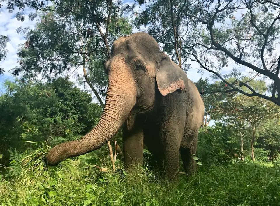 samui elephant sanctuary