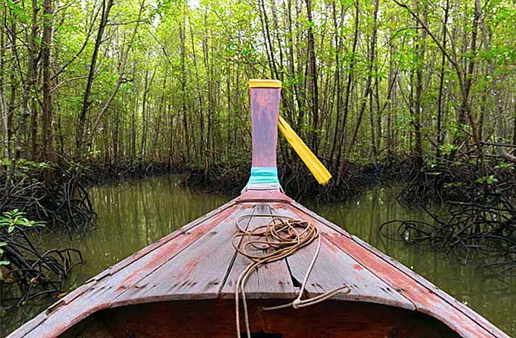 tunnel mangrove krabi