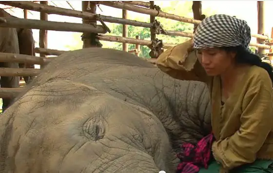 Berceuse pour éléphant en Thaïlande