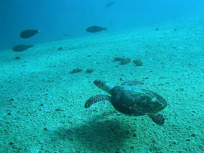 Similan Thailande