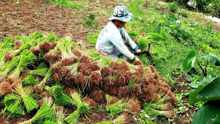 travail rizières thailande