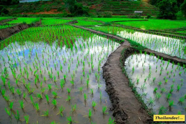 rizieres terrasess thailande