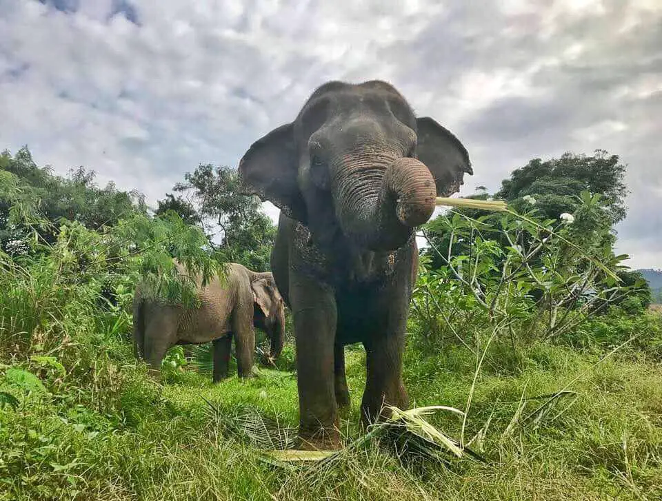 sanctuaire éléphants koh samui