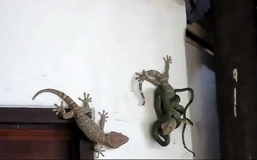 Geckos Thailande