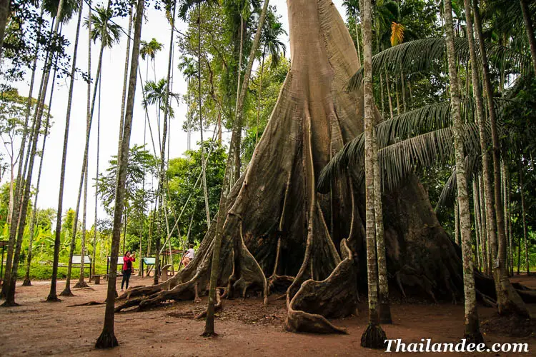 giant tree uthai thani