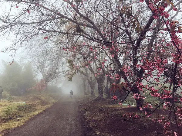 hiver en Thaïlande