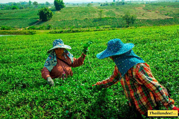 tour dans les montagnes de chiang rai jusqu'au triangle d'or