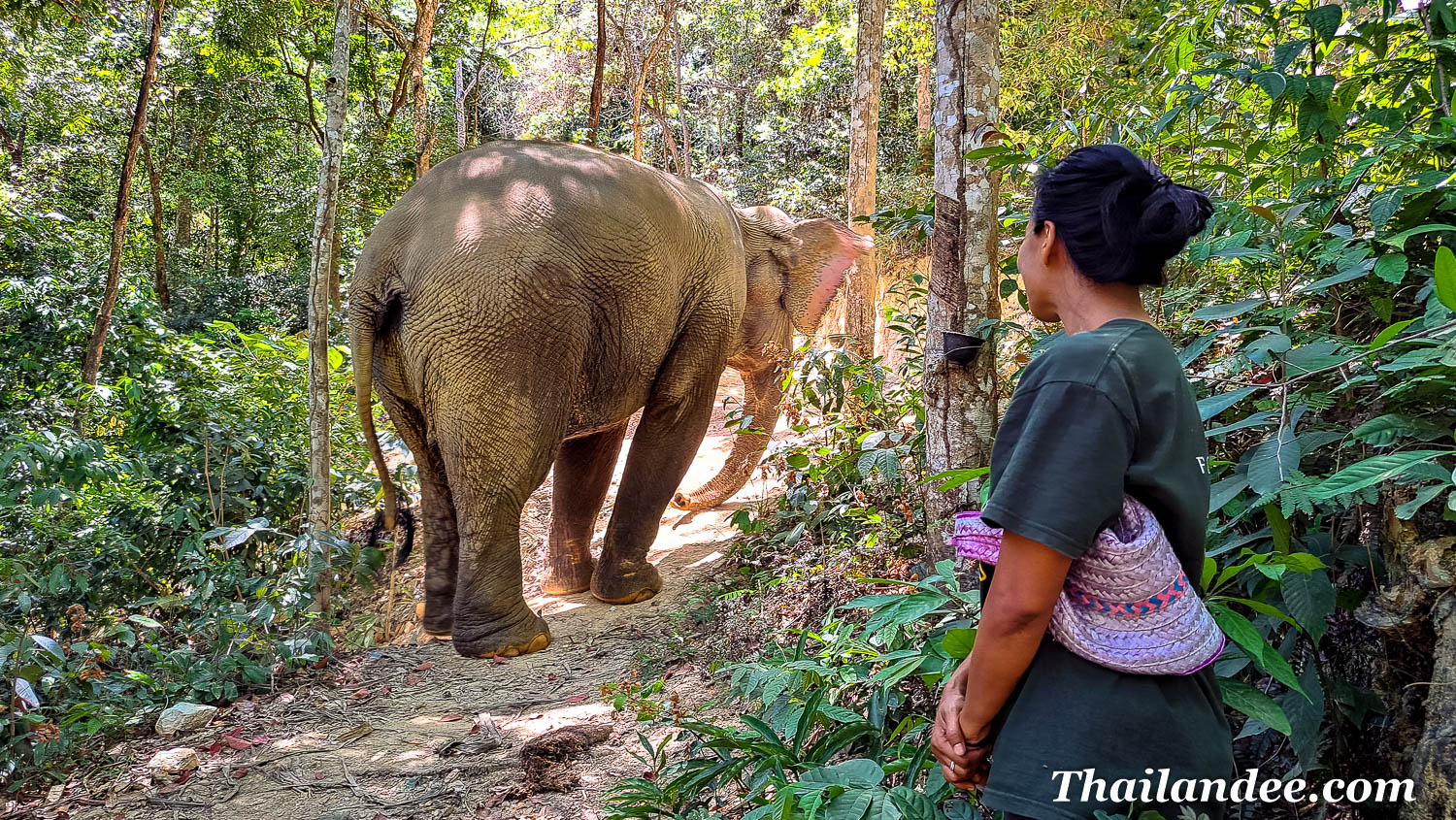 koh lanta: jungle walk with elephants