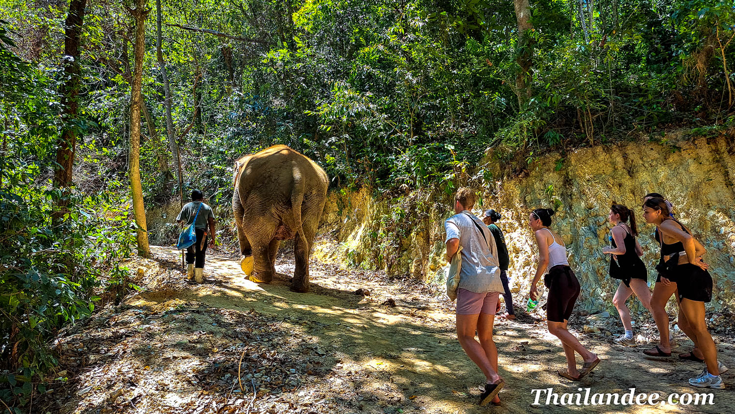 randonnée dans la jungle aux côtés des éléphants