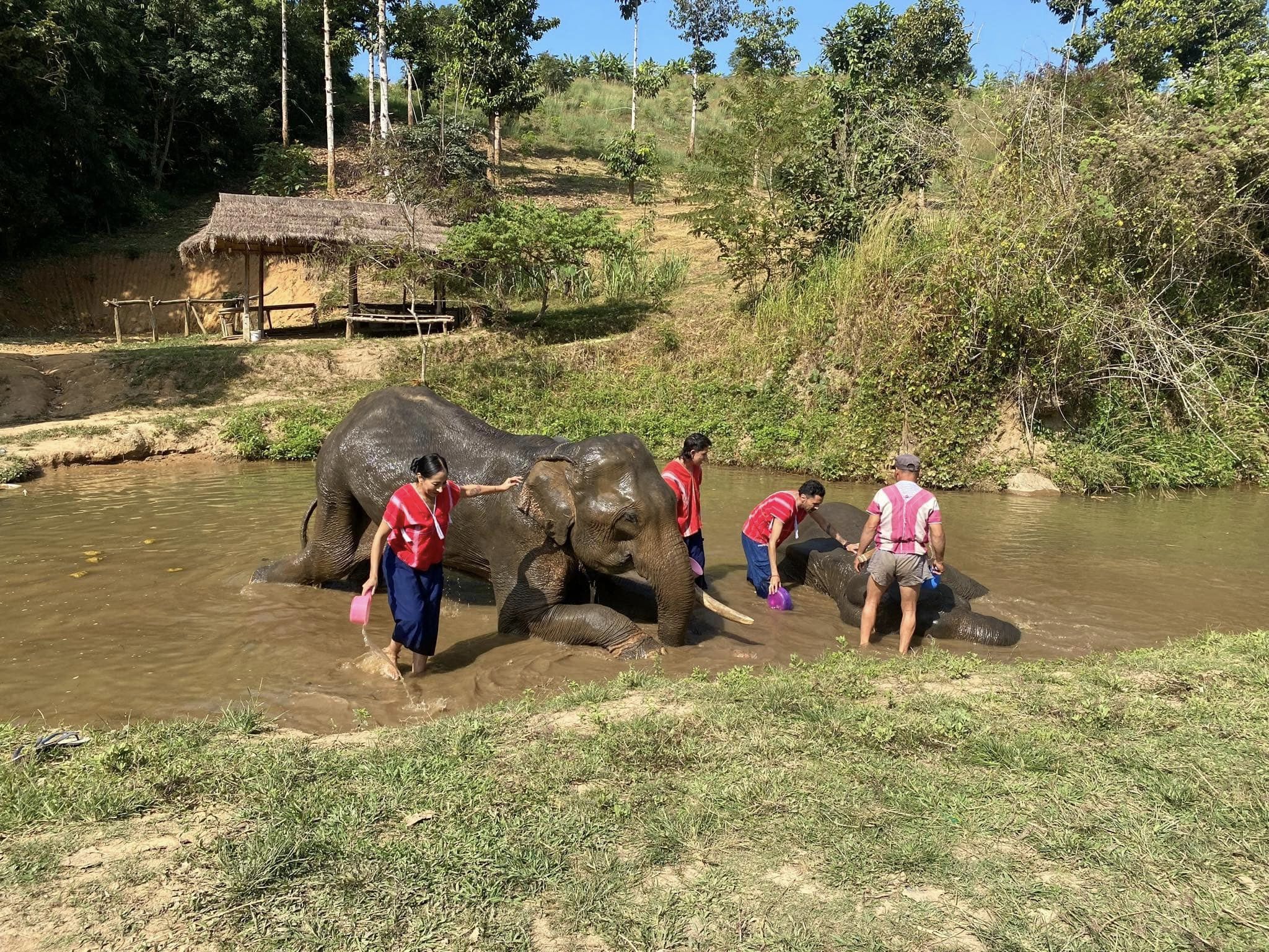 ethical encounter with elephants in chiang rai