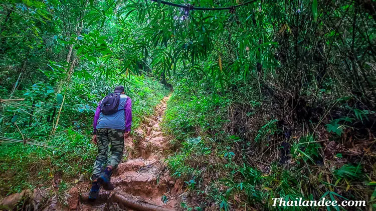 trek jusqu'au temple du doi suthep à chiang mai (sacred jungle trail )