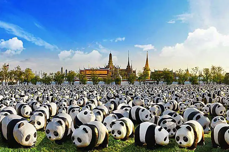 1600 pandas world tour
