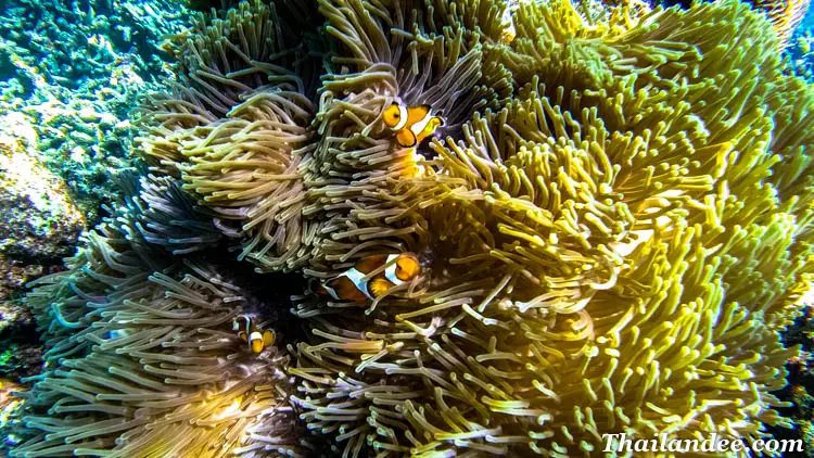 excursion aux îles surin : découvrez le paradis du snorkeling en thaïlande