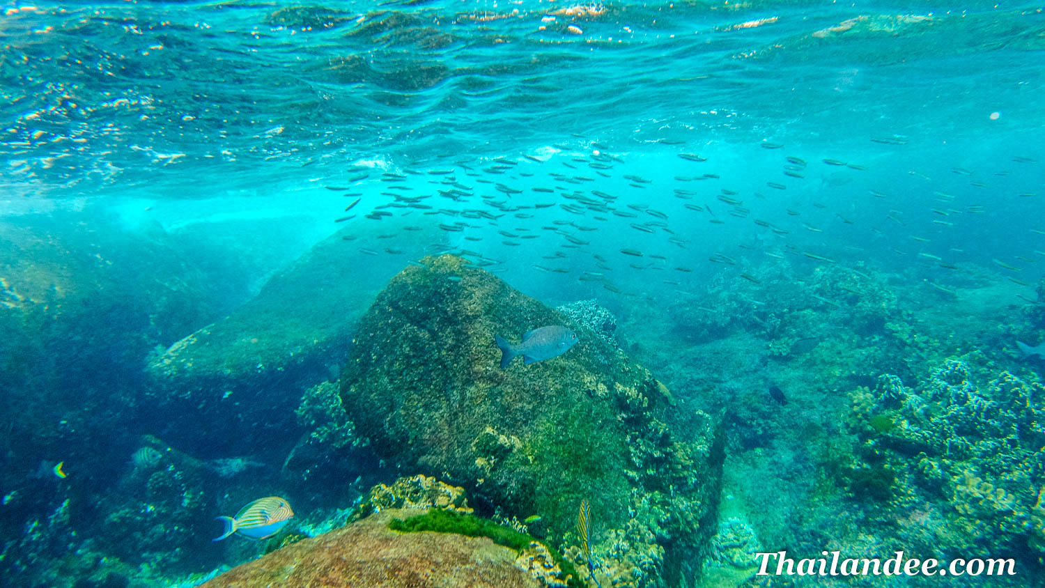 excursion snorkeling aux îles similan depuis khao lak