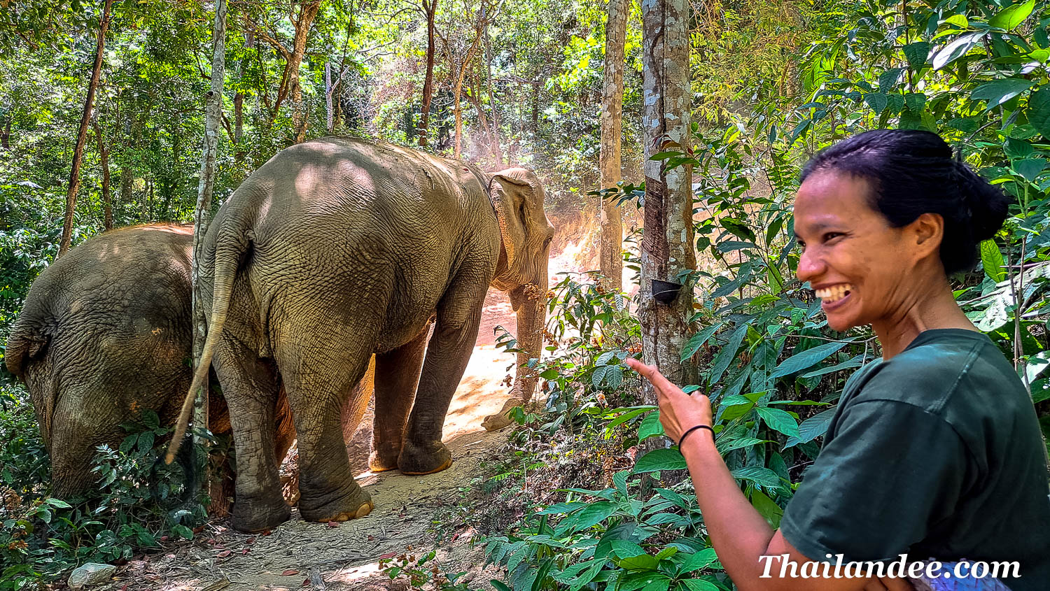 koh lanta: jungle walk with elephants