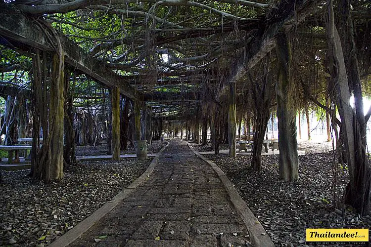 Banyan Tree Phimai